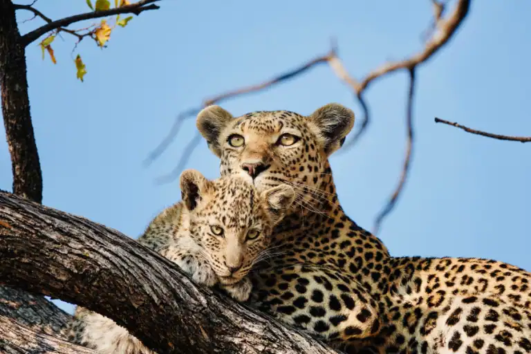 Botswana camping safari