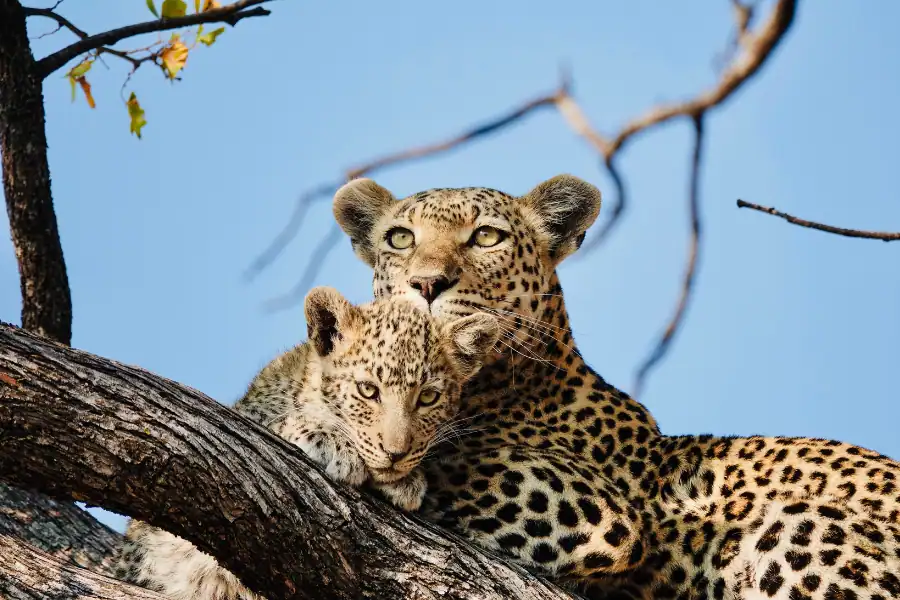 Botswana camping safari