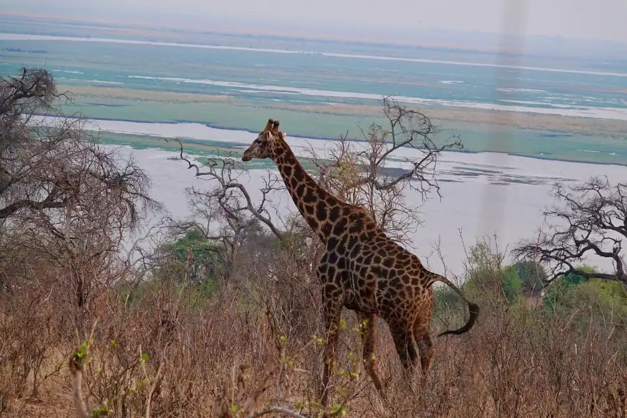 Affordable Botswana Safari