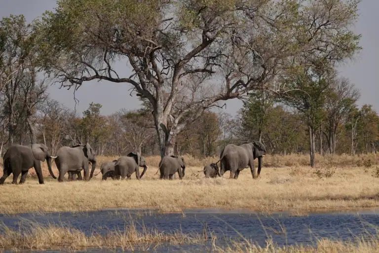 Best time to visit Botswana Okavango Delta