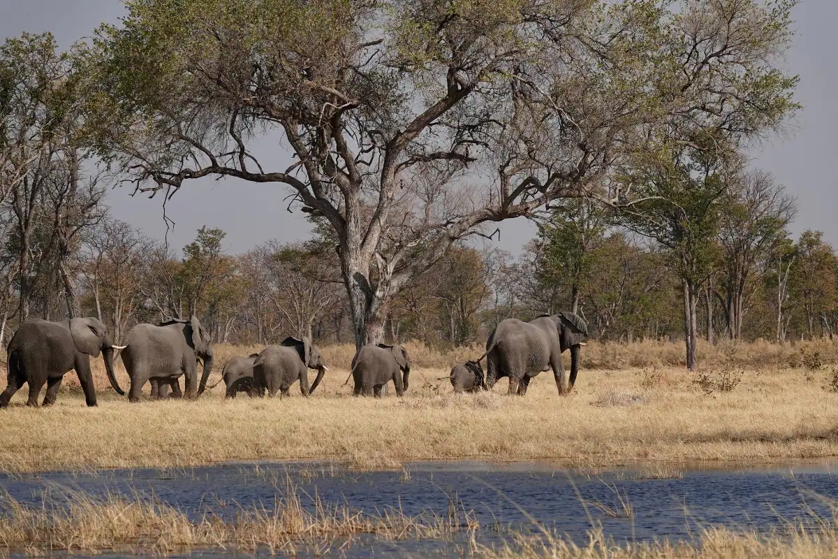 Best Time to Visit Botswana Okavango Delta For An Unforgettable Safari Best time to visit Botswana Okavango Delta