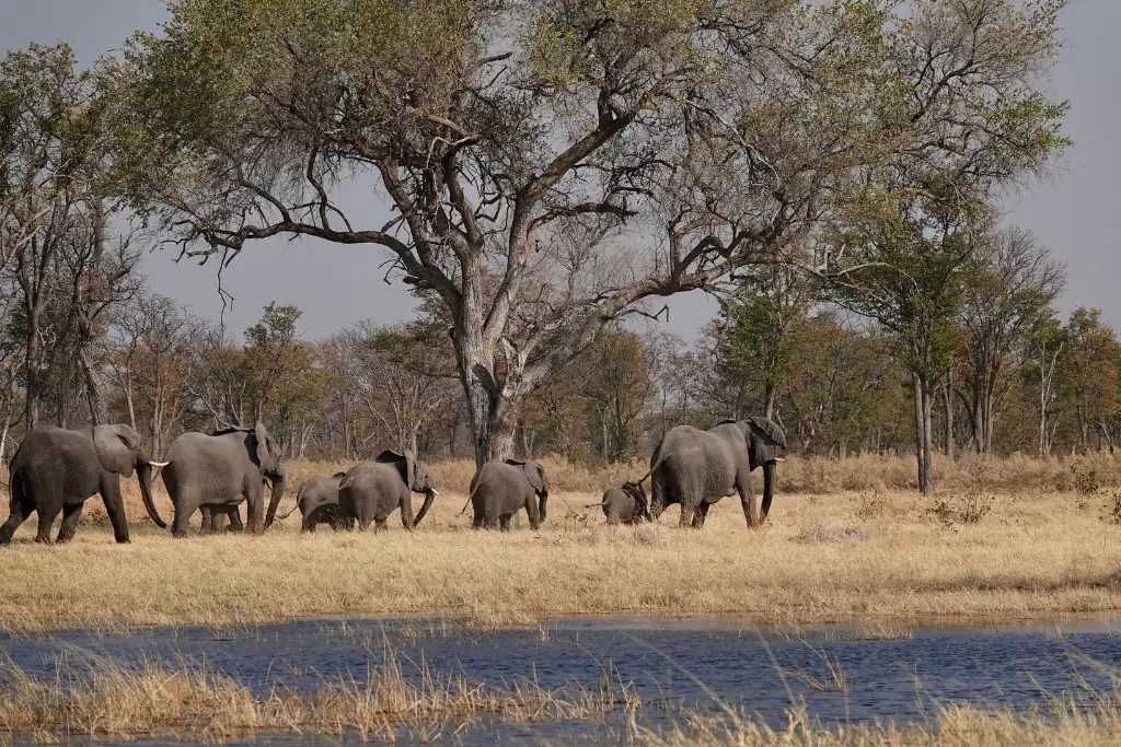 Best time to visit Botswana Okavango Delta
