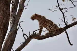 Botswana Okavango Delta