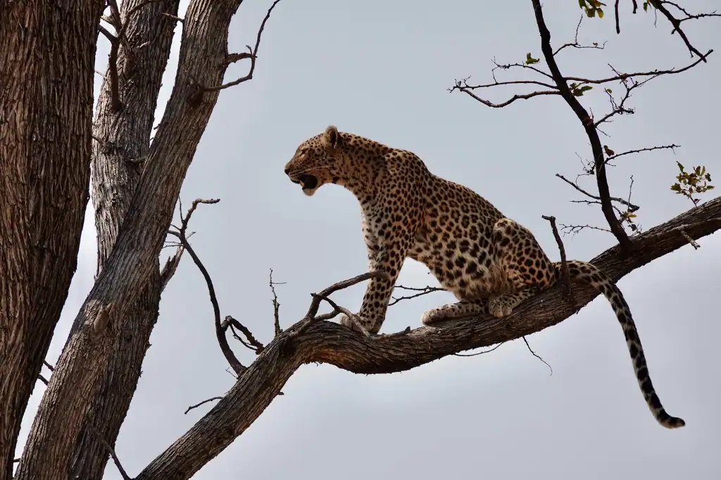 Botswana Okavango Delta