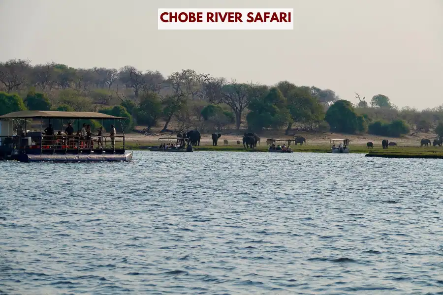 Chobe River Safari