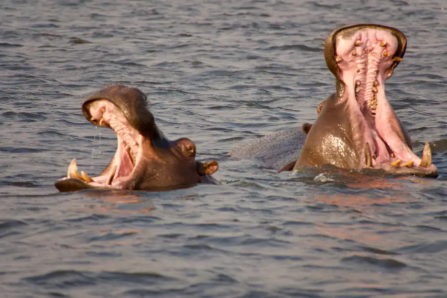 Chobe river
