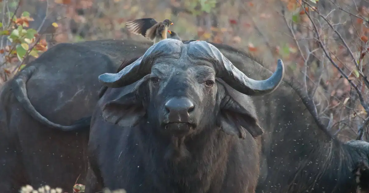 First time Botswana safari surprises