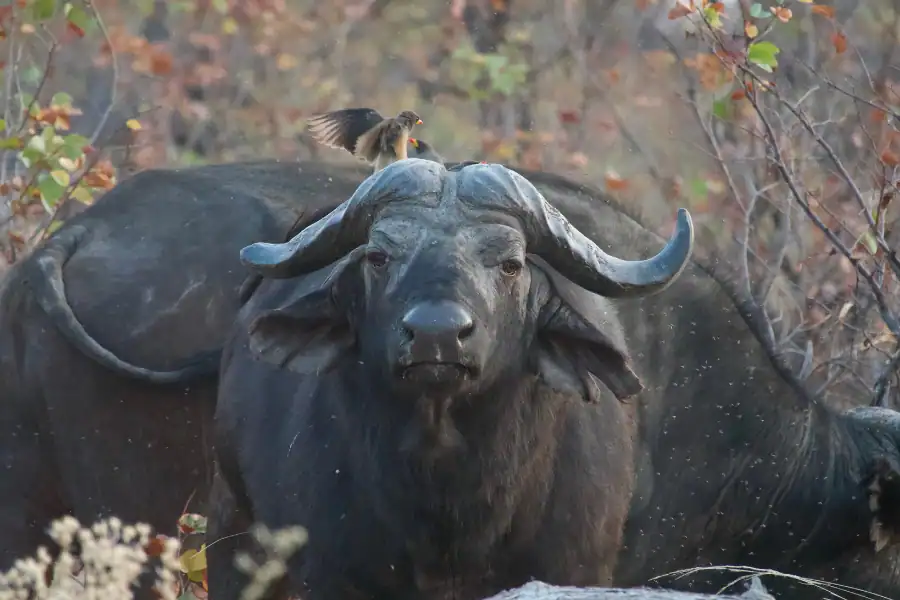 First time Botswana safari surprises