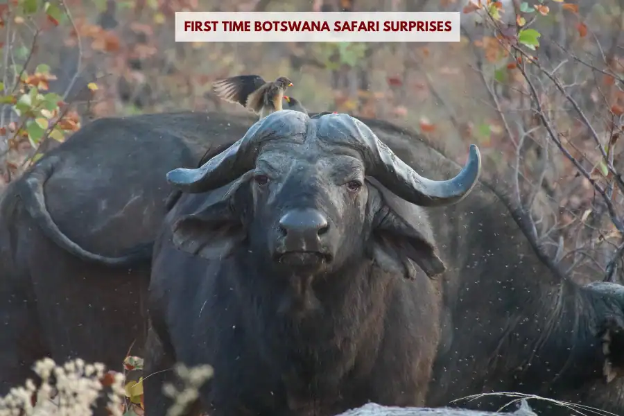 First time Botswana safari surprises
