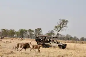 Okavango Delta safari
