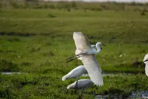 Weather in Okavango Delta