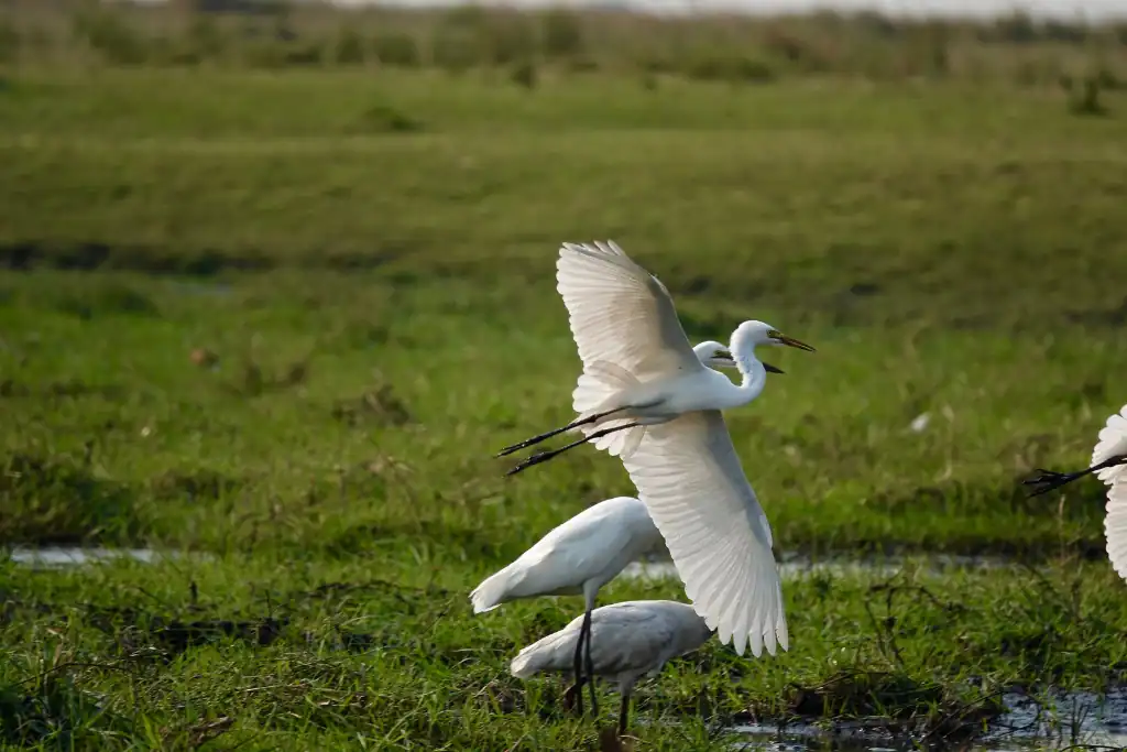 Weather in Okavango Delta