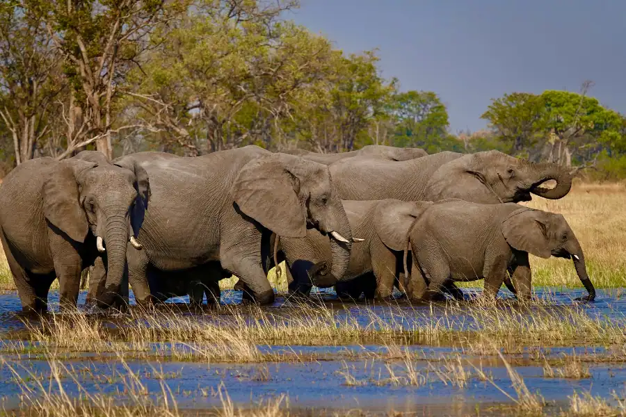 What is safari animals