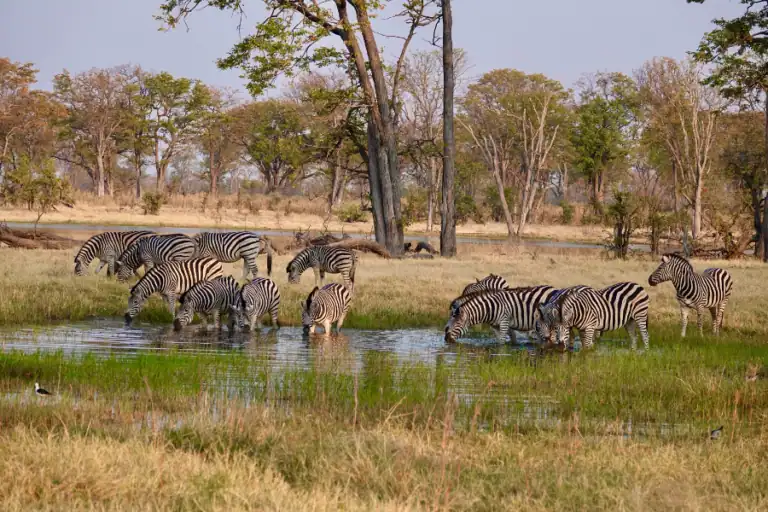What to expect on a safari in Botswana