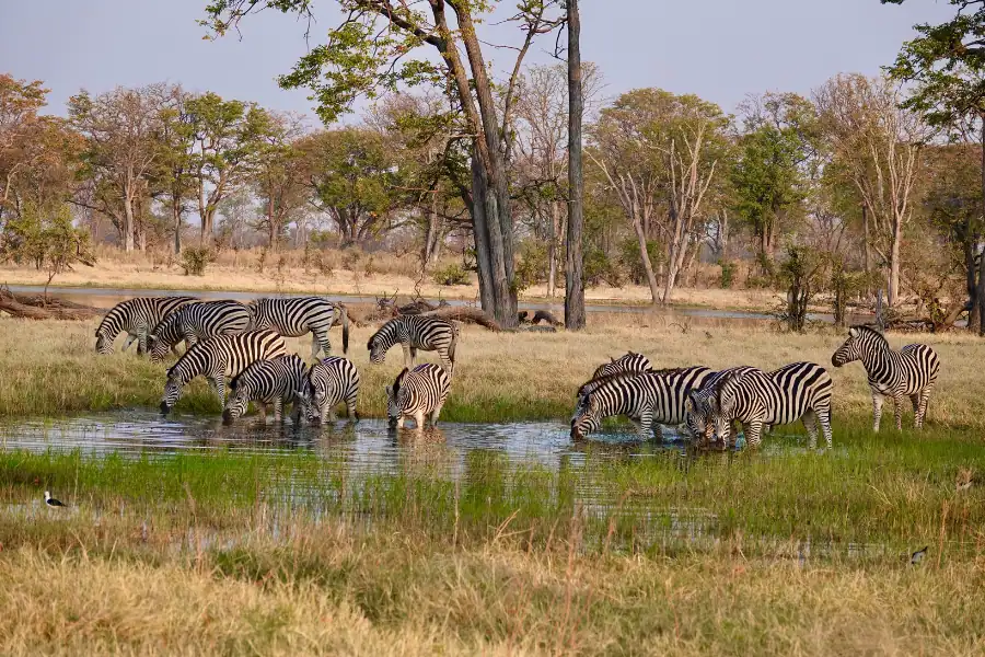 What to expect on a safari in Botswana