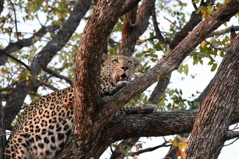 Botswana safari deals