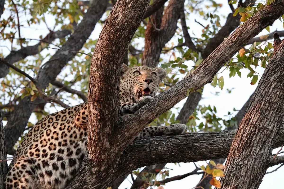 Botswana safari deals