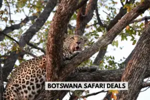Botswana safari deals