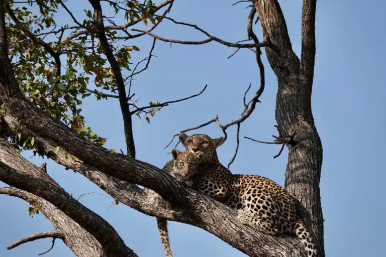 Botswana safari operators