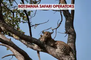 Botswana safari operators