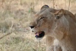 Botswana tour operators