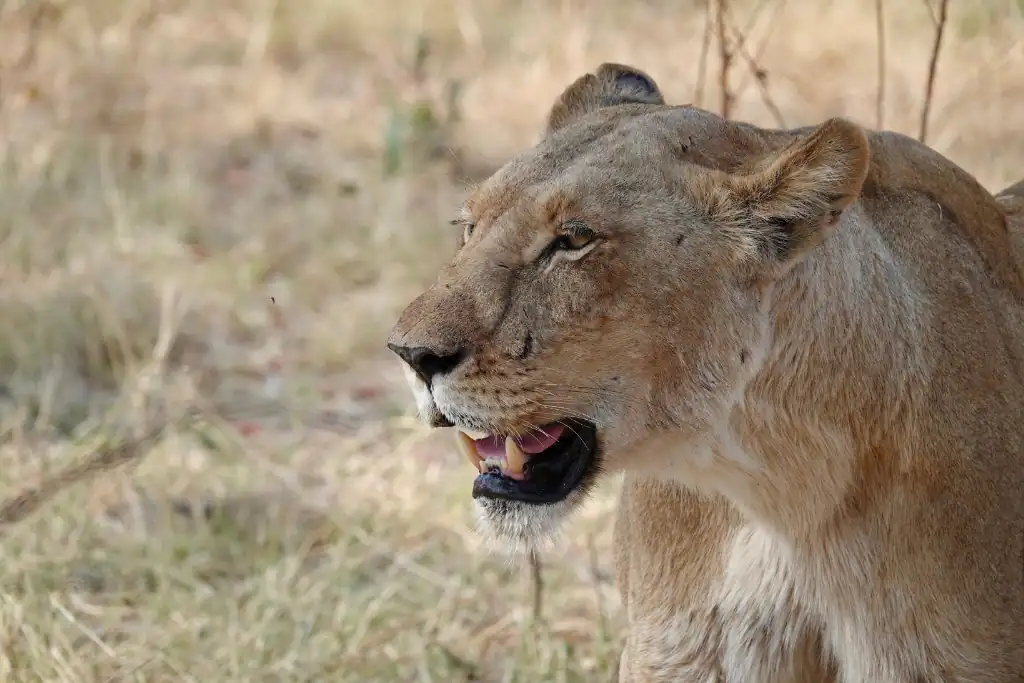 Botswana tour operators