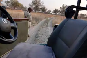 Letaka safaris
