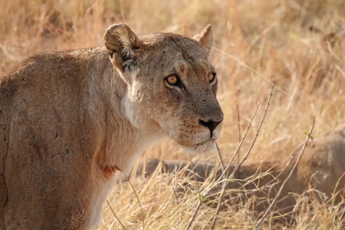 Okavango Delta Lions