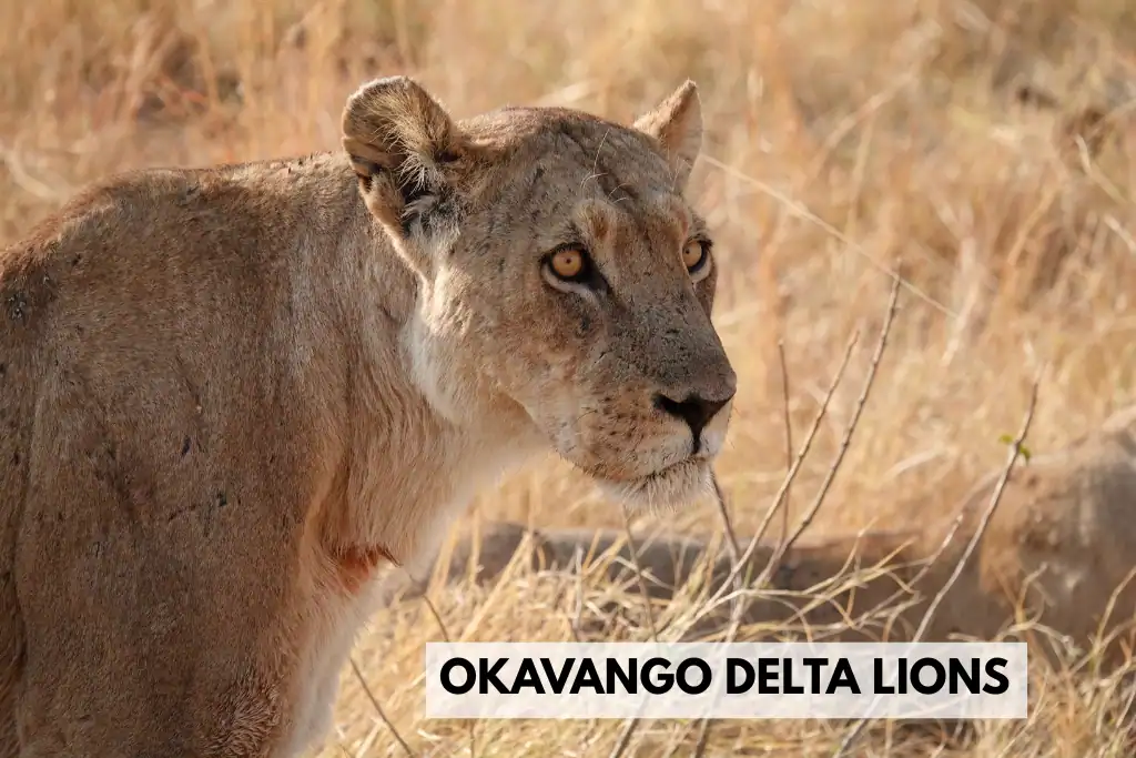 Okavango Delta Lions
