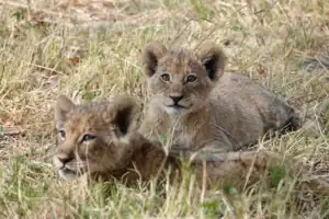 Okavango delta canoe trip