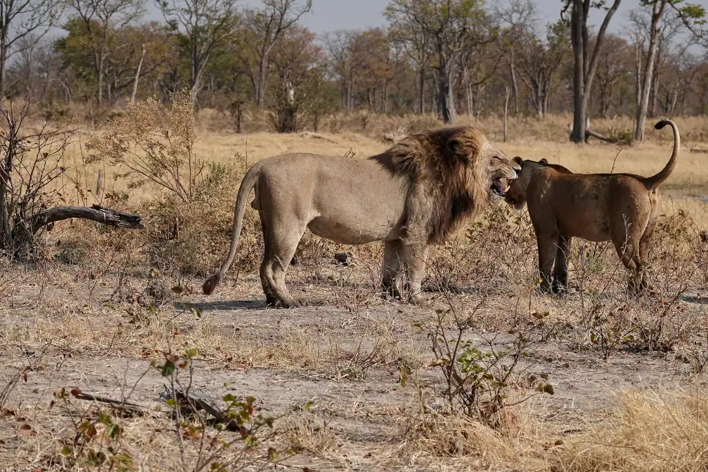 Okavango delta tour