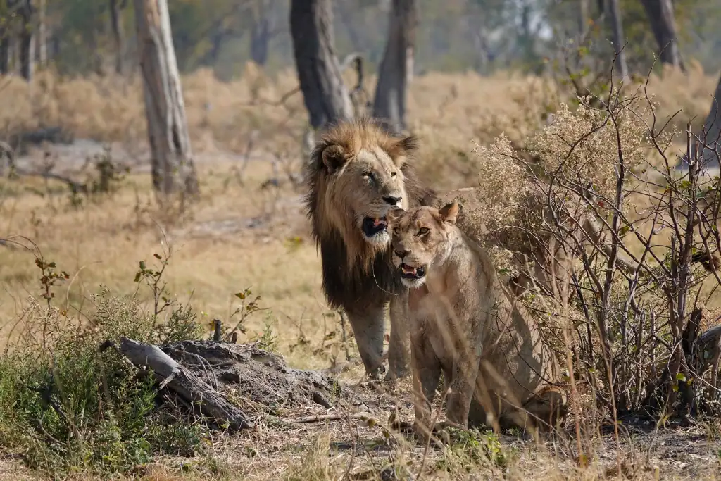 Kalahari lions