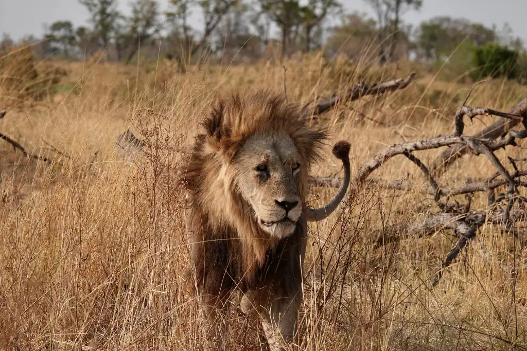 Okavango delta lions facts