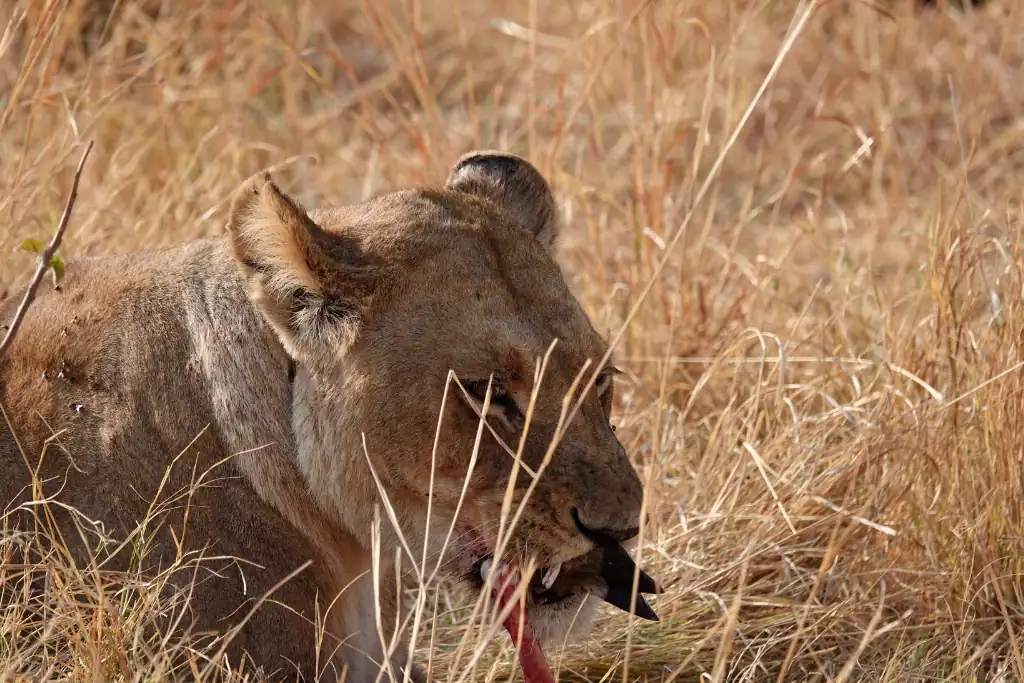 Okavango lions size