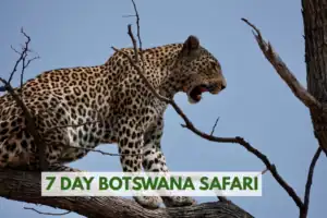 7 Day Botswana safari