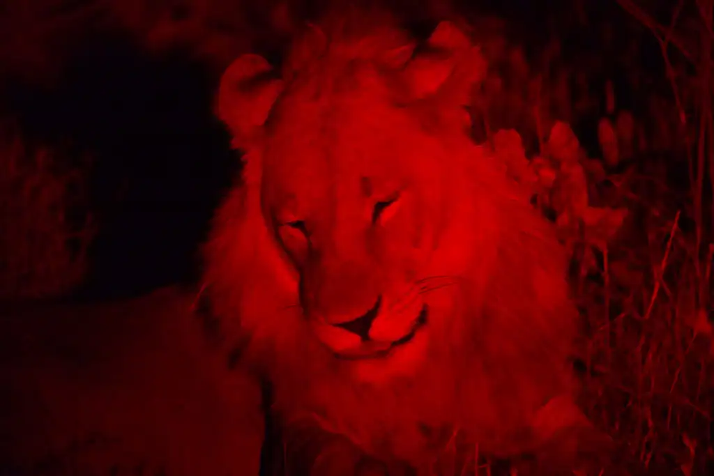 Night game drive
