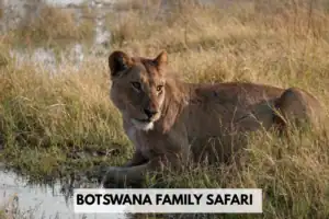 Botswana family safari