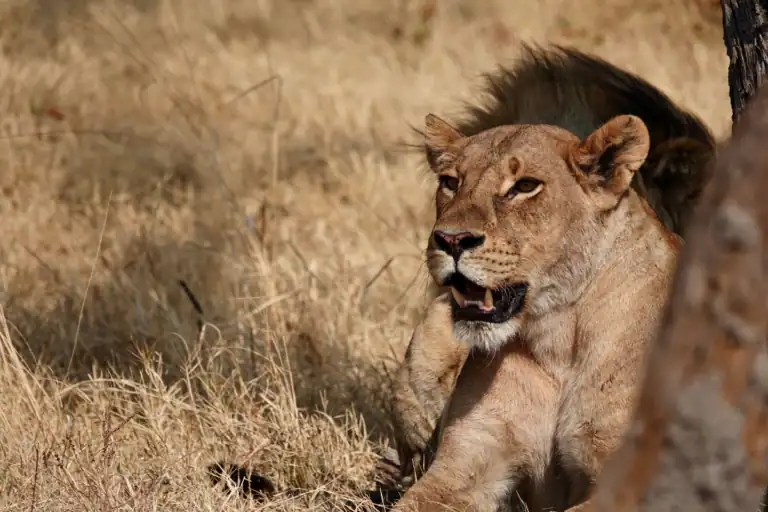 Botswana Safari Itinerary