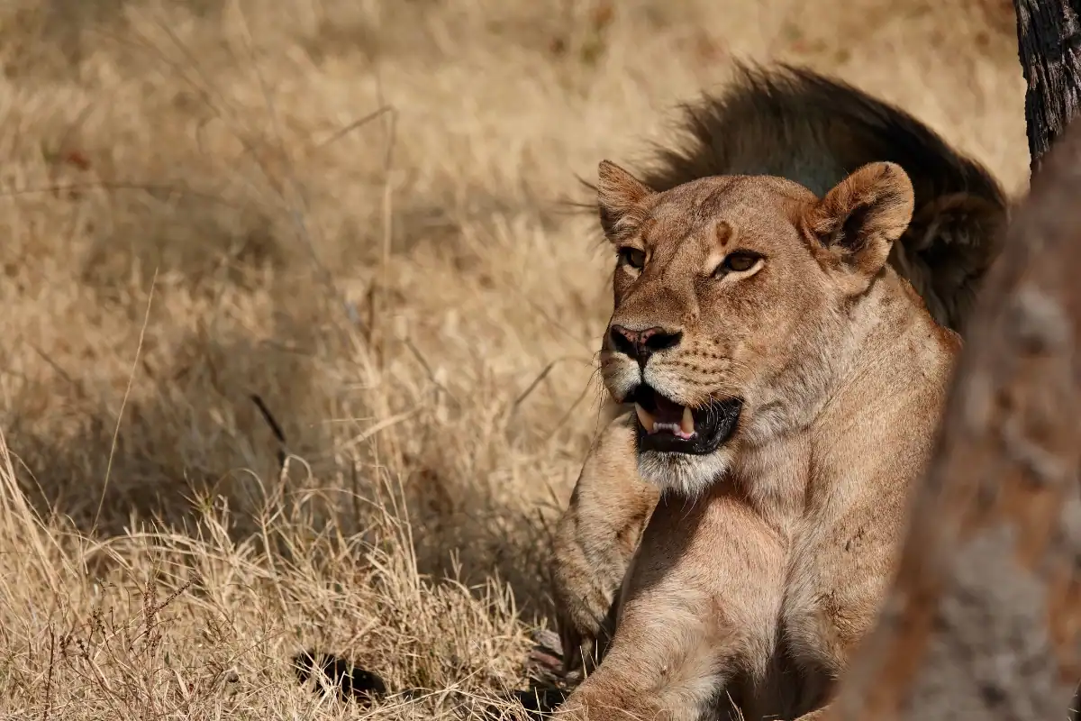 Botswana Safari Itinerary