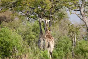 Botswana safari itinerary 7 days