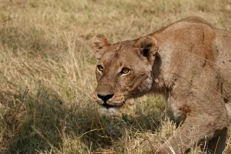 Botswana safari locations