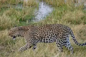 Botswana safari park