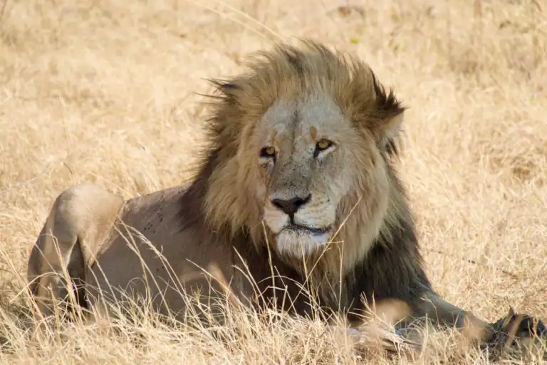 Chobe national park safari packages