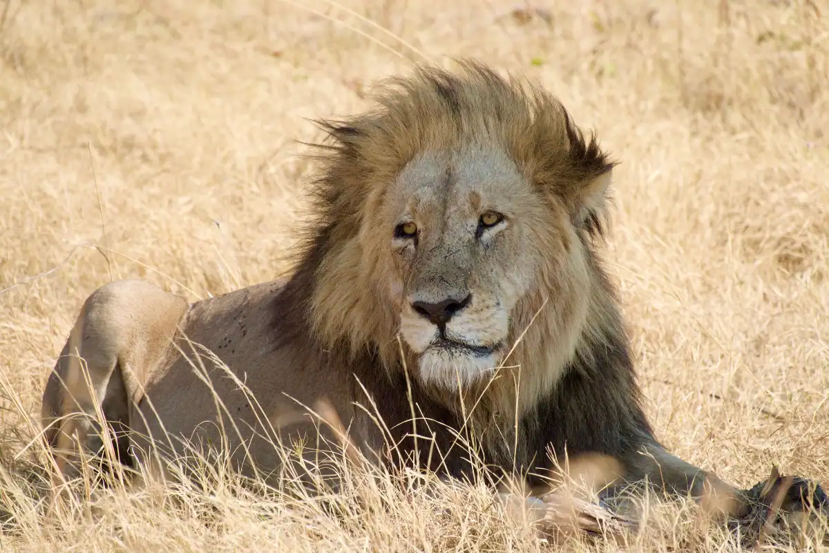 Chobe national park safari packages