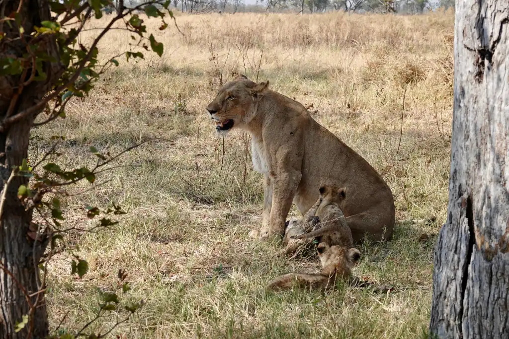 Chobe safari lodge