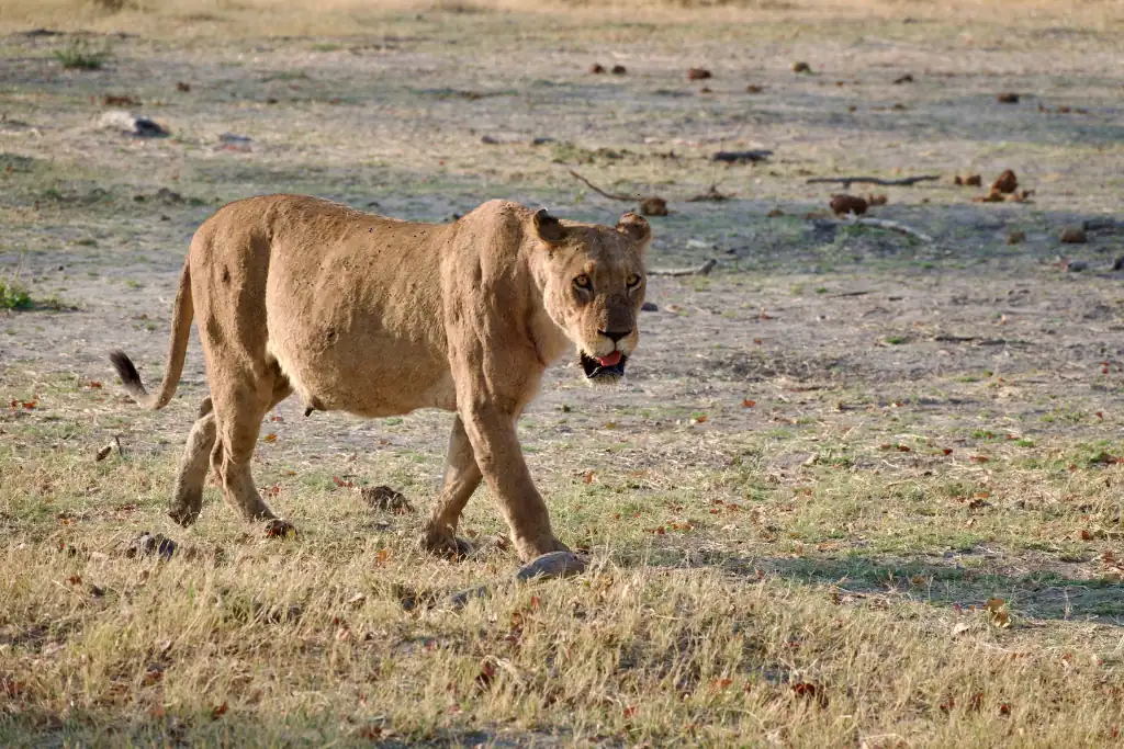 Natural safari