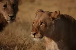 Okavango delta location