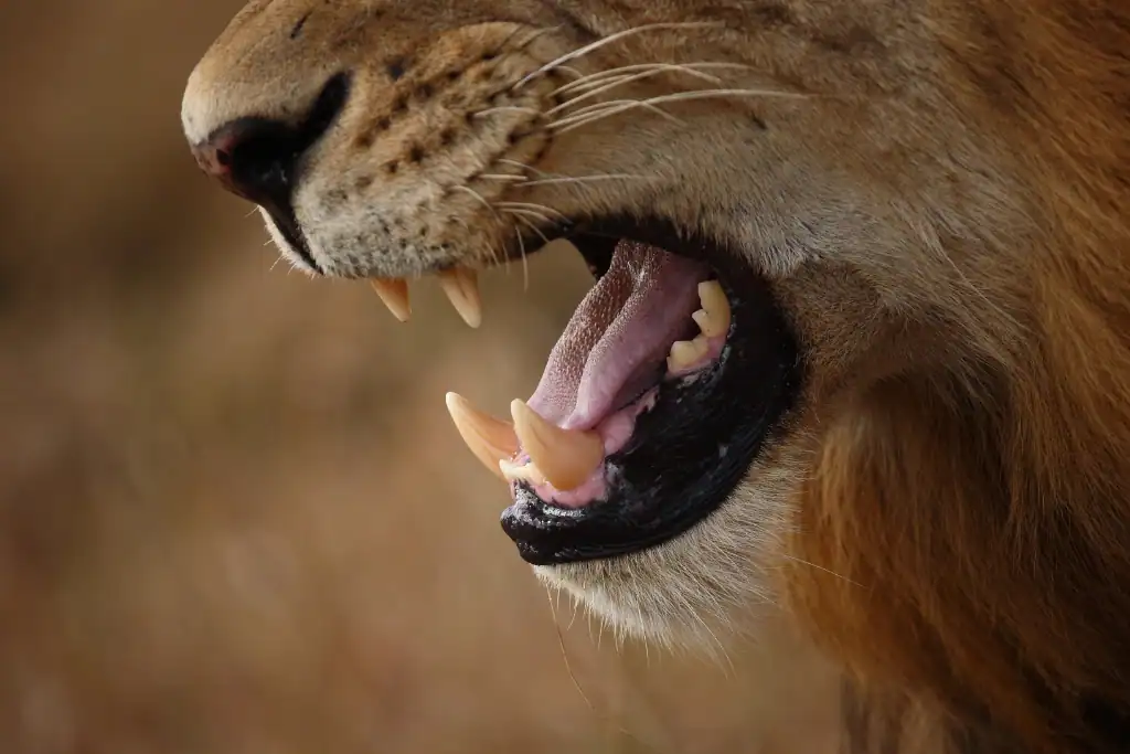 Savuti lions