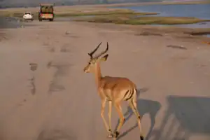 chobe national park botswana