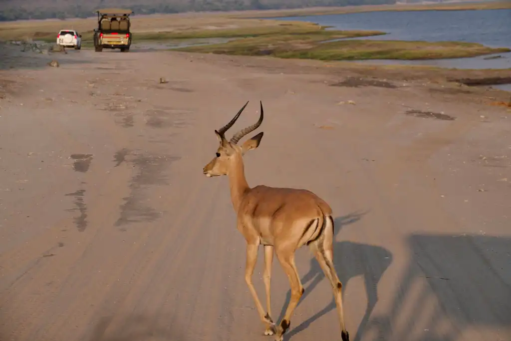 chobe national park botswana